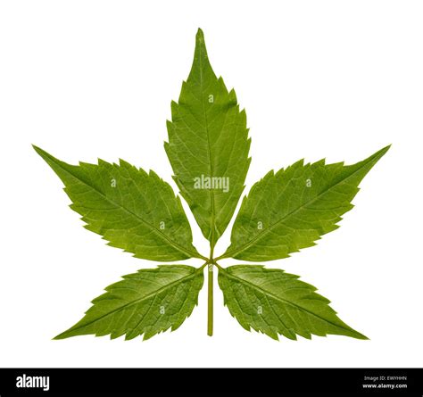 Five Pointed Leaves