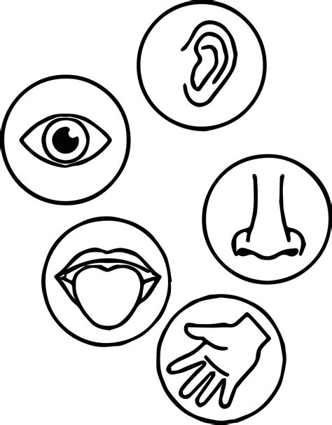 Five Senses For Kids To Color