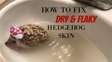 Say Goodbye to Flaky Hedgehog Skin: Our Trusted Solutions