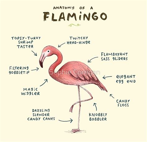 Flamingo Anatomy
