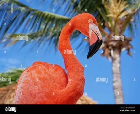 Flamingo Beach close up