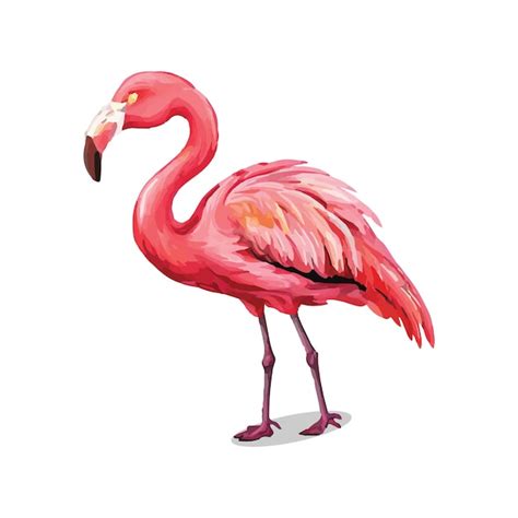 Flamingo Beak Drawing