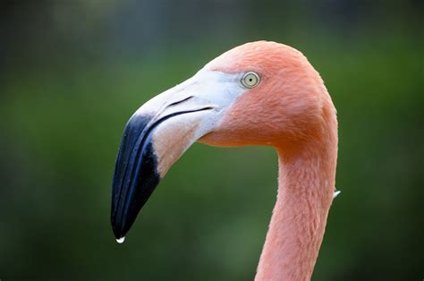 Flamingo Close Up