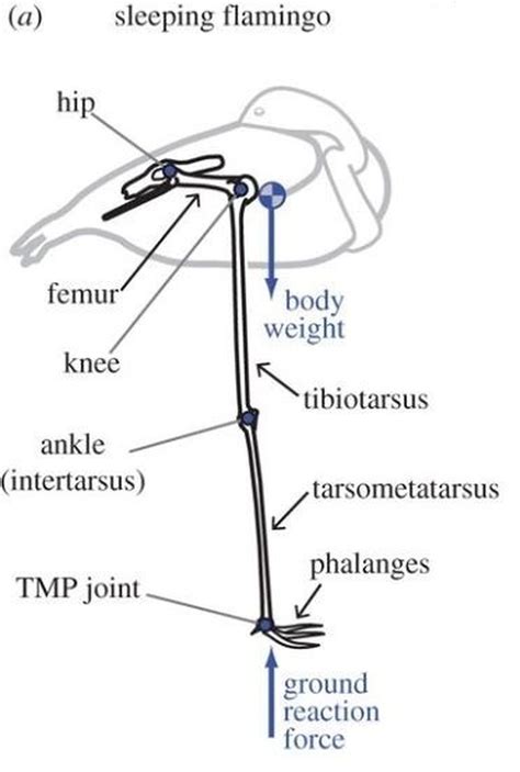 Flamingo Leg Anatomy