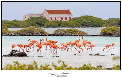 Flamingo Sanctuary Day Tour: A Complete Review