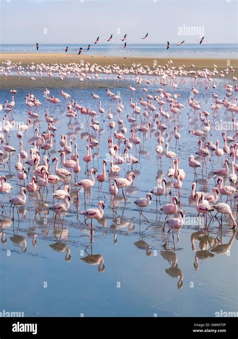 Flamingos Walvis Bay