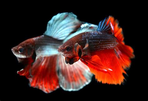 Flaring Betta Fish