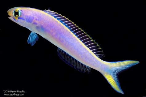 Flashing Tile Fish