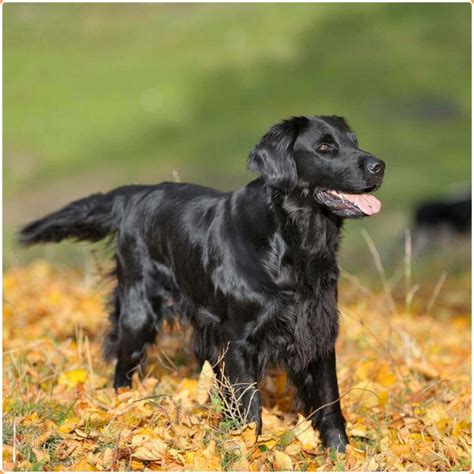 Flat coated retriever Free Stock Photo FreeImages