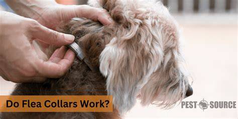 Flea Collars: The Hands-Off Approach