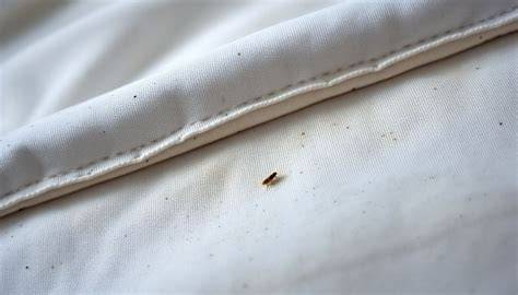 Fleas In Bed