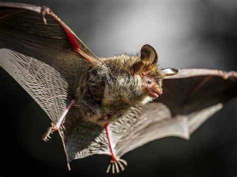 Fledermaus Bilder