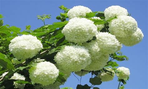 Floare Bulgare De Zapada