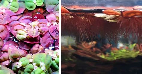 Floater Plants For Betta