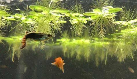 Floating Plants For Betta Fish