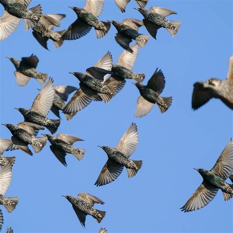 Flock