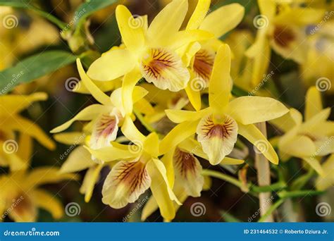 Flor Dendrobium
