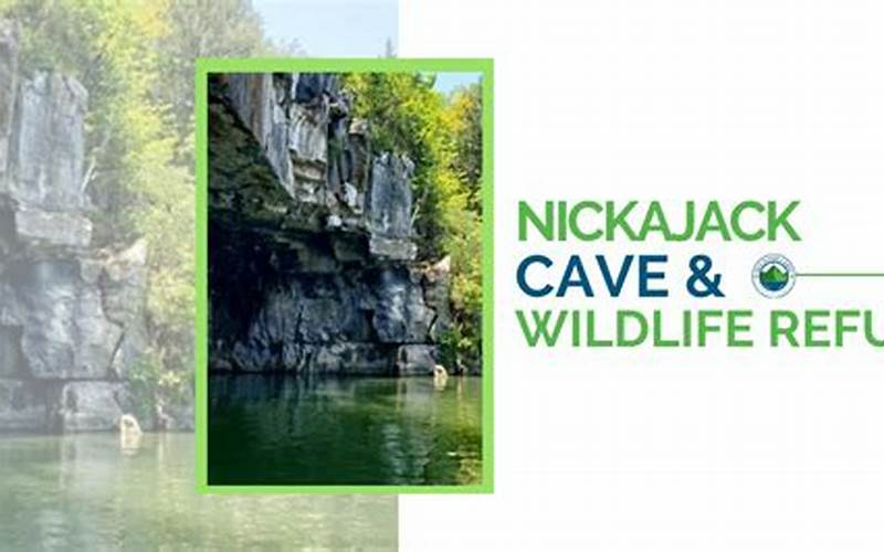 Flora And Fauna Of Nickajack Cave Wildlife Refuge