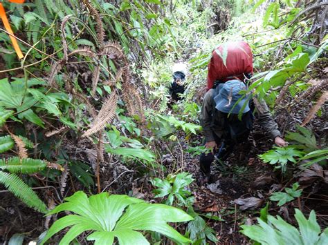 Flora dan Fauna di Gunung Gunung Kendang sebagai Objek Penelitian