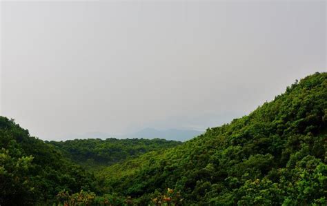 Flora dan Fauna di Gunung Manglayang