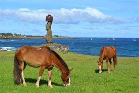 Flora Fauna Easter Island
