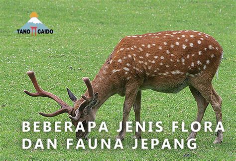 Flora Fauna Jepang