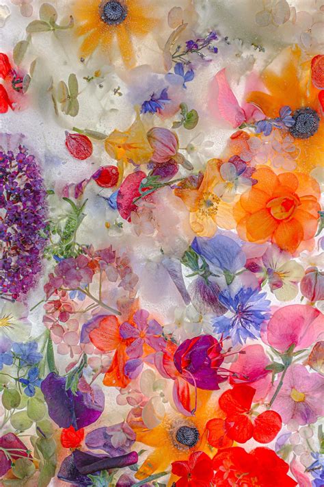 Stunning Flower Pictures Ready to Print