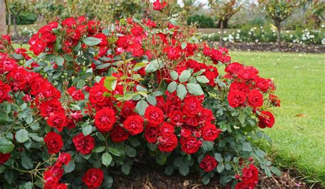 Floribunda Red Roses