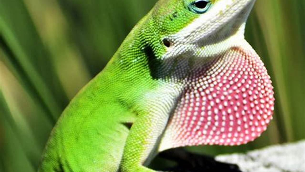 Florida Is Home To Over 50 Species Of Lizards, With., Images
