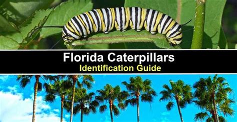 Florida Caterpillar Identification Chart