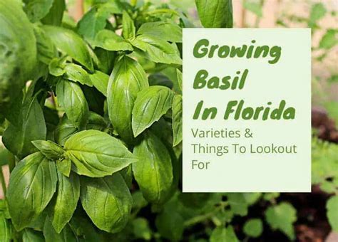 How to Successfully Grow Basil in Florida