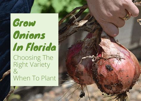 Growing Onions in Florida: Tips and Tricks
