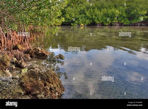 Florida Keys mangroves