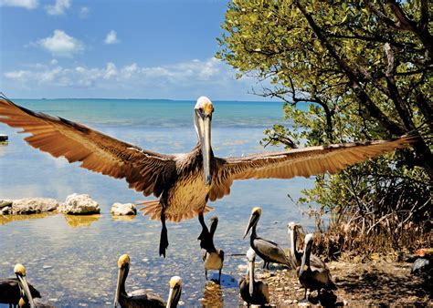 Florida Keys wildlife