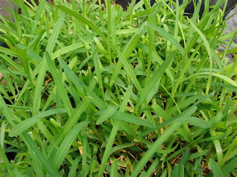 Guide to Growing Lush Grass in Florida: Tips and Tricks