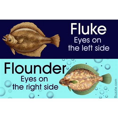 Flounder Fluke