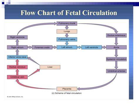 Flow Chart Fetal Circulation