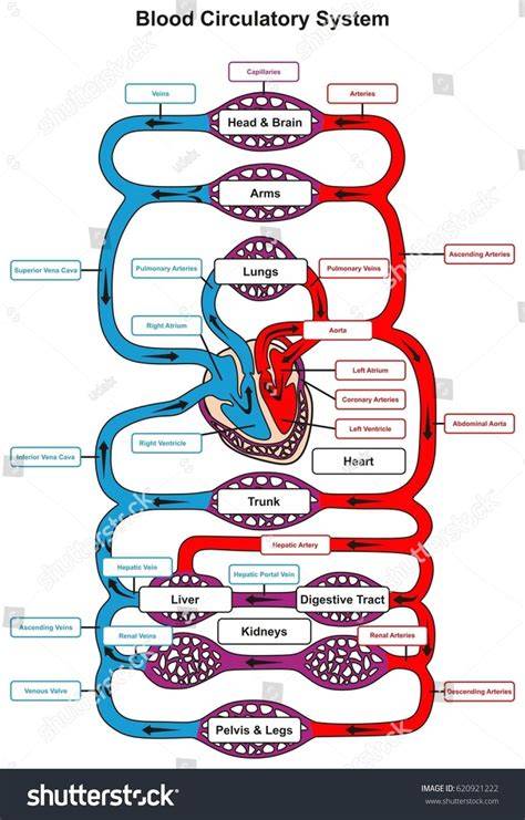 Flow Chart Of Blood