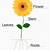Flower Anatomy For Kids
