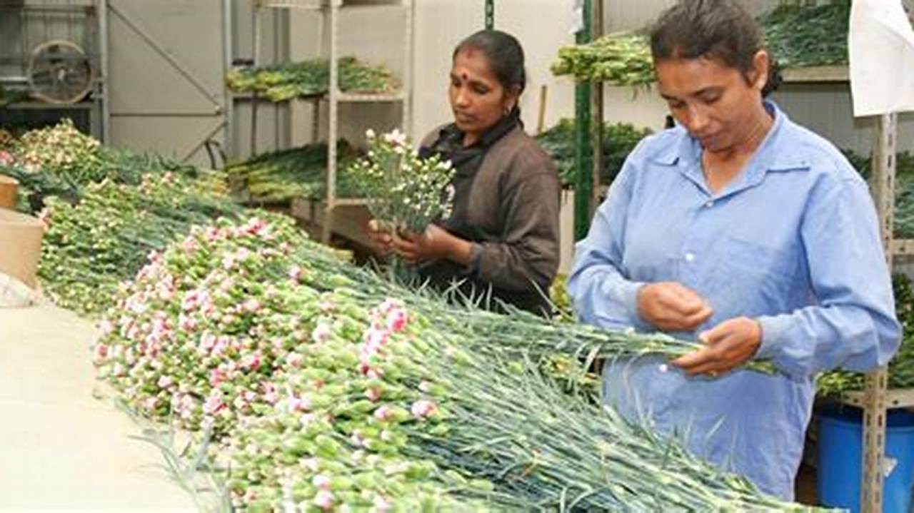 Cut Flower Production In Sri Lanka Best Flower Site
