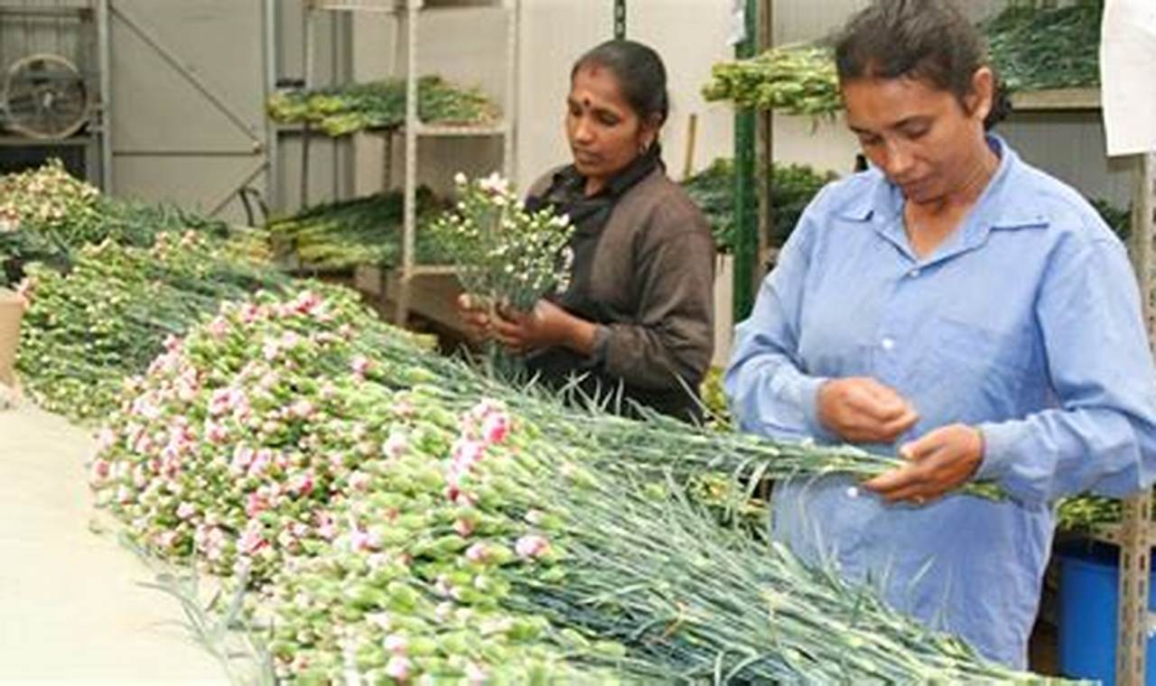 Flower Exporters In Sri Lanka