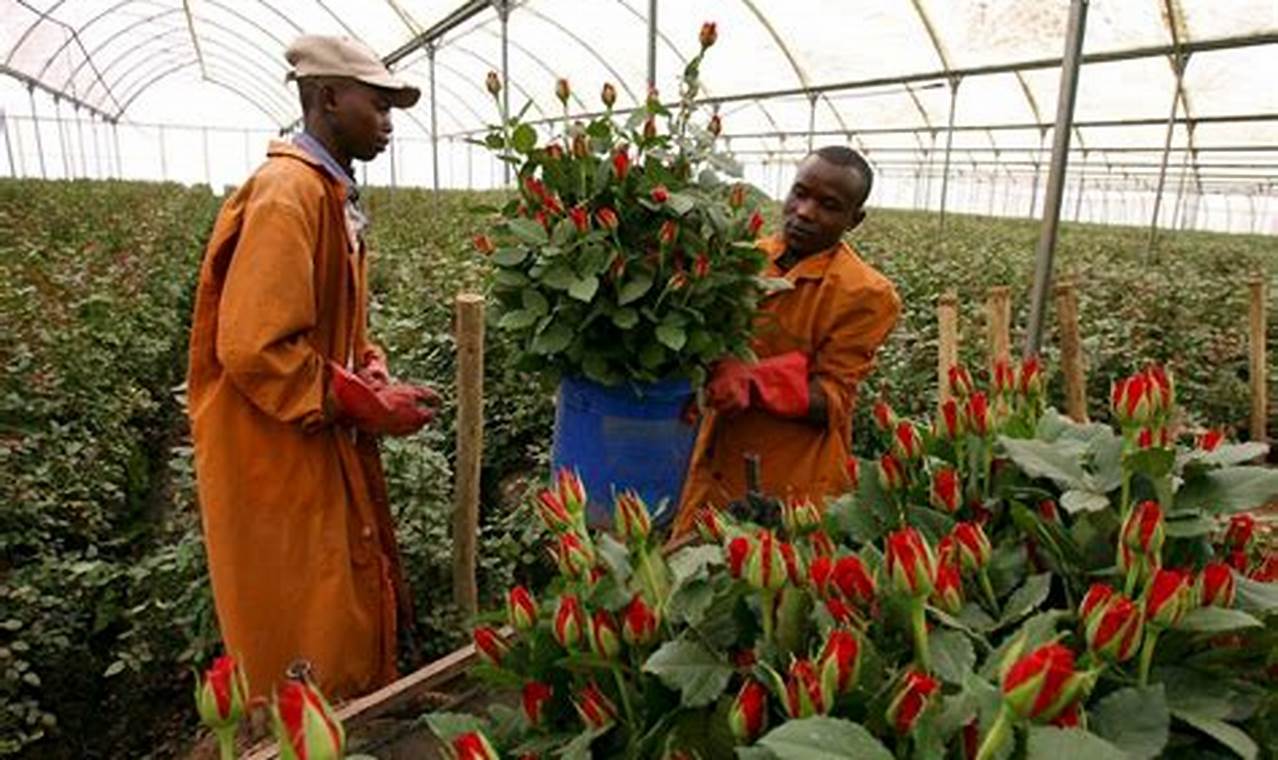 Flower Farming In Zimbabwe