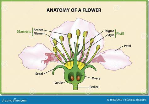 Flower Anatomy Diagram
