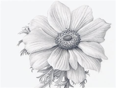 Flower Drawing Realistic
