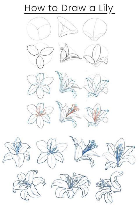 Flower Drawing Techniques