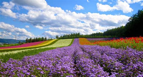 Flower Farms Dalat