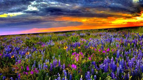 Flower Field Wallpaper Resolution and Quality