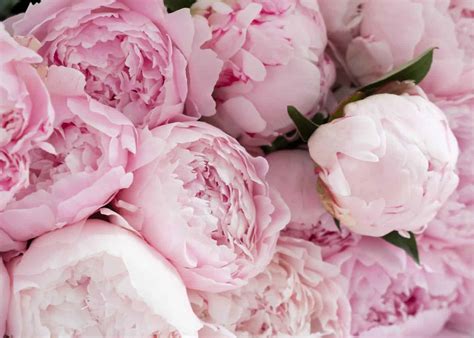 Flower Like Roses