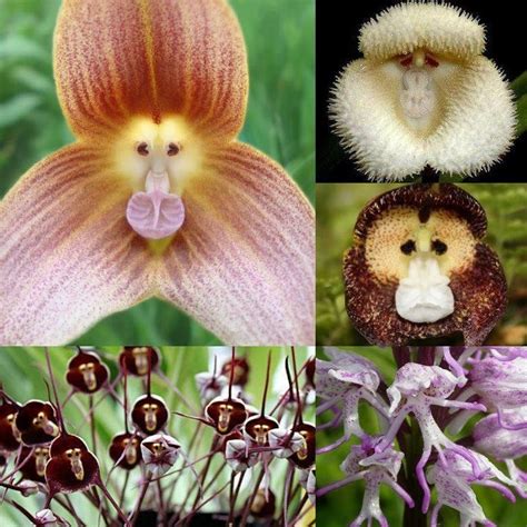 Flower Monkey Orchids