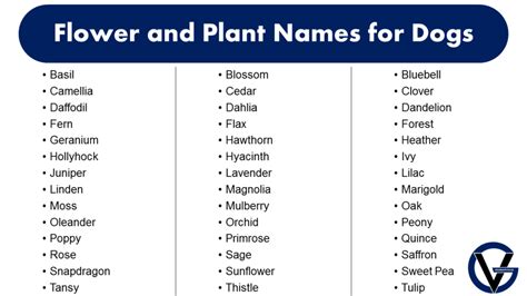 Top 10 Flower Names for Dogs: Blossoming Ideas for Naming Your Canine Companion